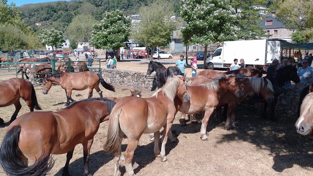 Feria caballos equinos m, porto.es